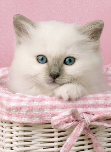 Clementoni (30391) - "Sweet Eyes" - 500 piezas