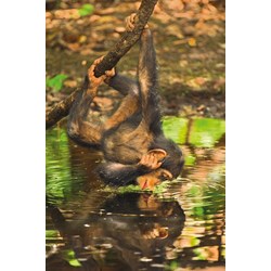 Clementoni (39301) - "Chimpanzee" - 1000 piezas