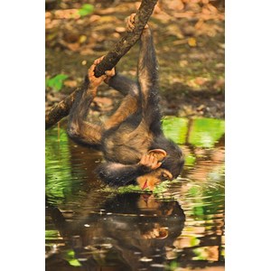 Clementoni (39301) - "Chimpanzee" - 1000 piezas