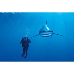 Clementoni (39303) - "Ocean Whitetip Shark" - 1000 piezas