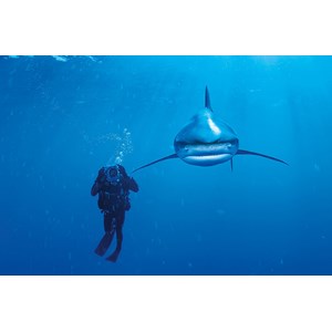 Clementoni (39303) - "Ocean Whitetip Shark" - 1000 piezas