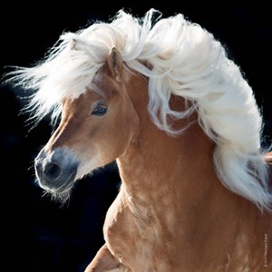 Heye (29630) - "Horse" - 100 piezas